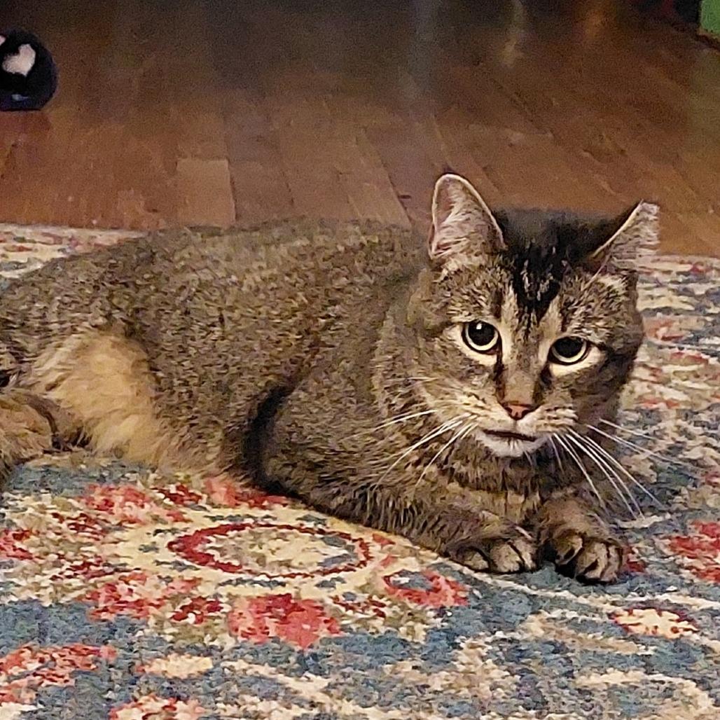 Enlarge Broccoli - IN FOSTER, a Adoptable Domestic Short Hair in Birdsboro, PA image 5/6