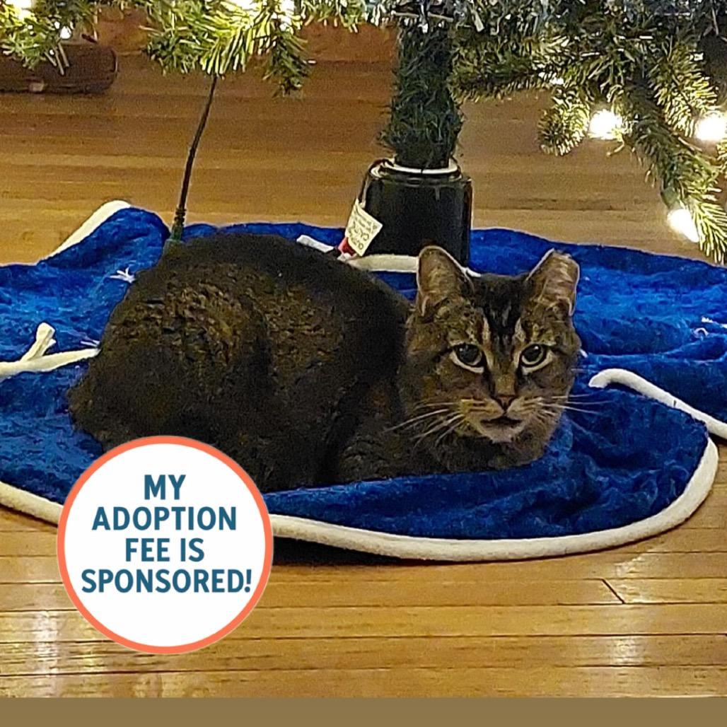 Enlarge Broccoli - IN FOSTER, a Adoptable Domestic Short Hair in Birdsboro, PA image 6/6