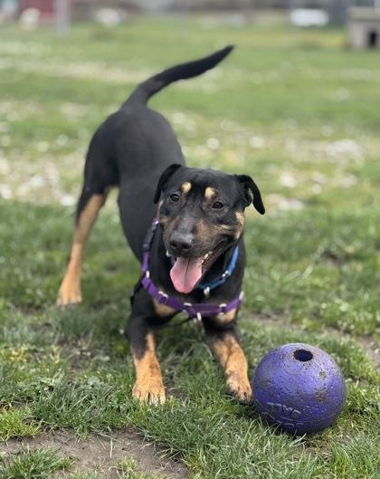 Fern AKA Oso, Adoptable, Adult Male Bull Terrier & Mixed Breed.