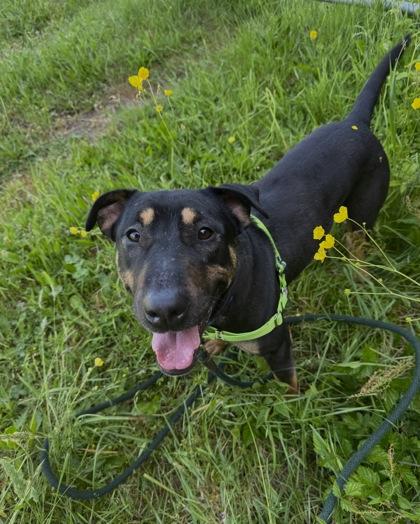 Fern AKA Oso, a Adoptable mixed breed in Burlington, WA image 3/3
