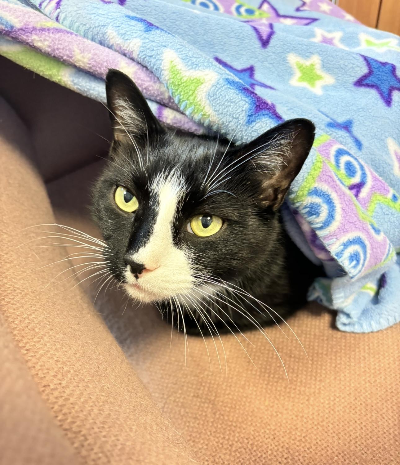 Oliver (available with bonded sister Koko), Adoptable, Adult Male Domestic Short Hair.