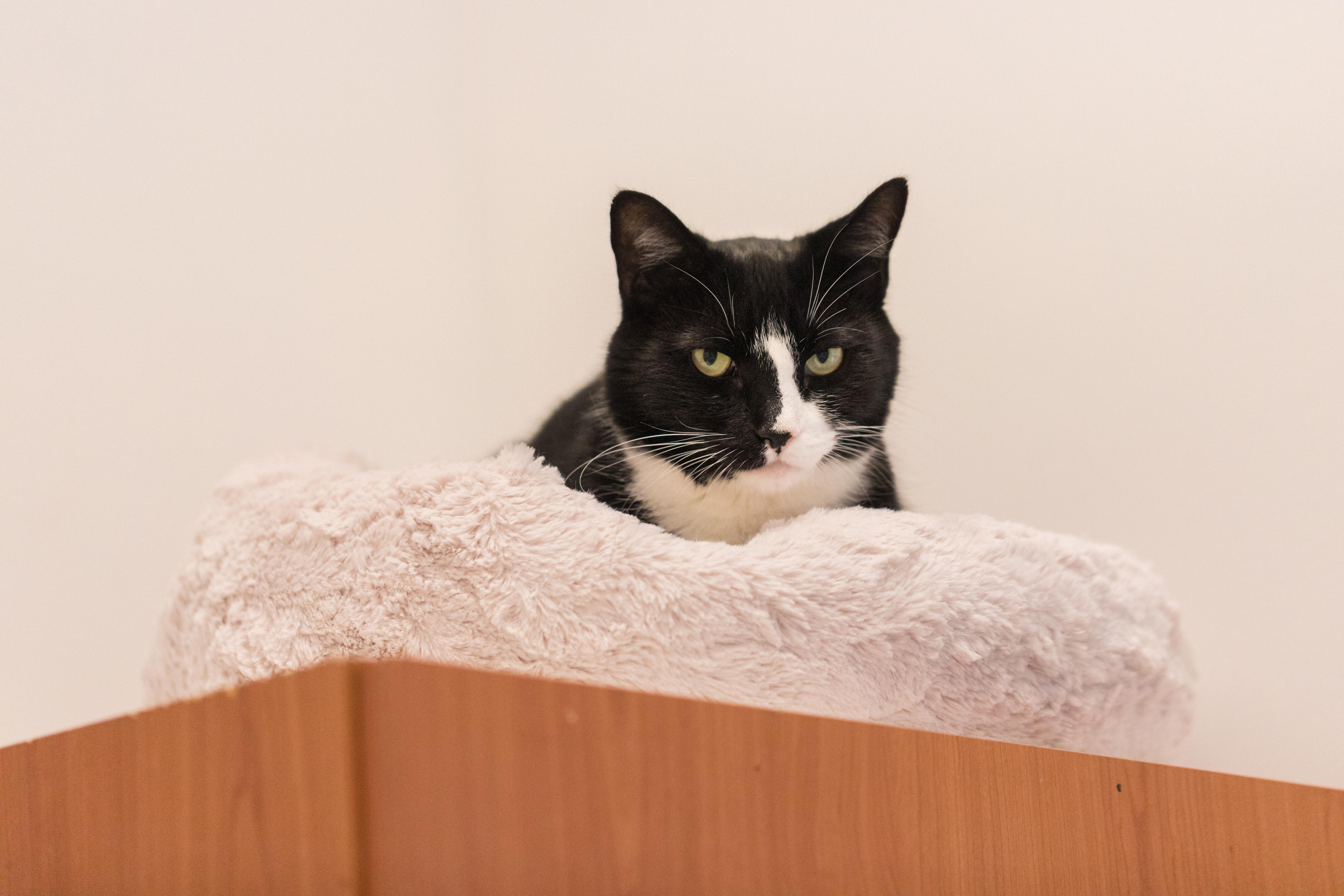 Enlarge Oliver (available with bonded sister Koko), a Adoptable Domestic Short Hair in Terryville, CT image 3/6