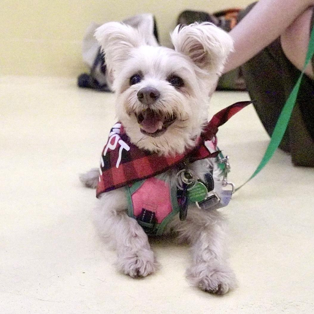 Max, Adoptable, Senior Male West Highland White Terrier / Westie & Yorkshire Terrier.