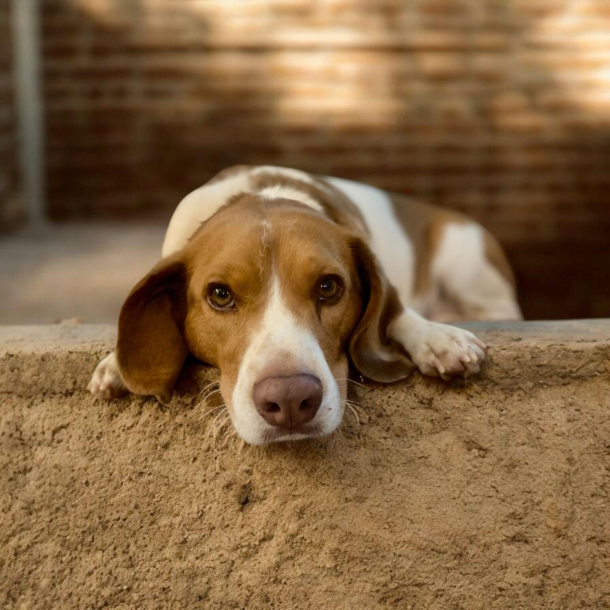 Gilbert, Adoptable, Adult Male Beagle.