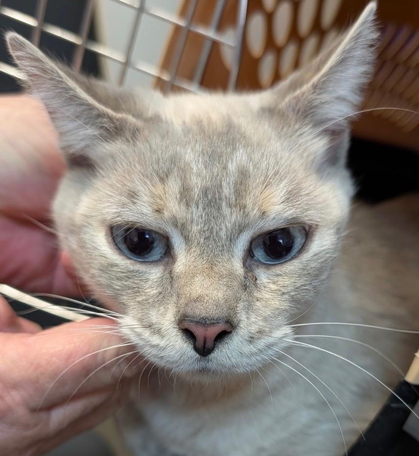 Enlarge KYLIE, a Adoptable Siamese in Elizabethton, TN image 1/5