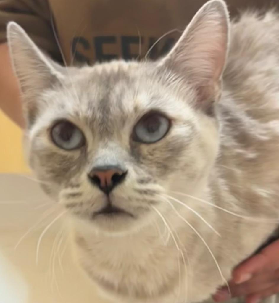 Enlarge KYLIE, a Adoptable Siamese in Elizabethton, TN image 2/5