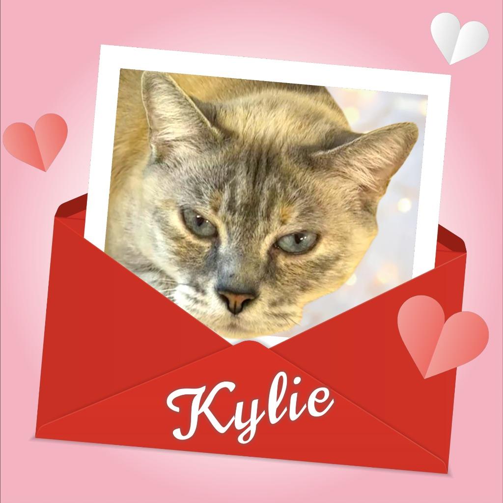 Enlarge KYLIE, a Adoptable Siamese in Elizabethton, TN image 3/5