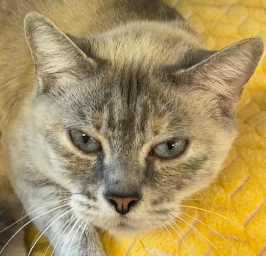 Enlarge KYLIE, a Adoptable Siamese in Elizabethton, TN image 4/5