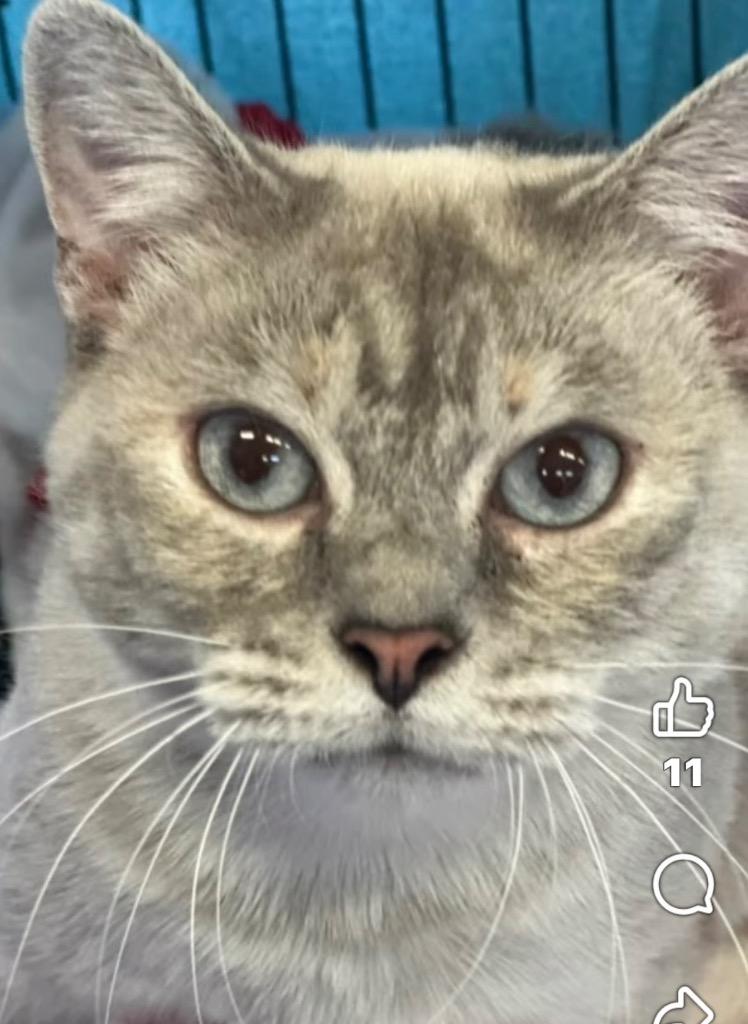 Enlarge KYLIE, a Adoptable Siamese in Elizabethton, TN image 5/5