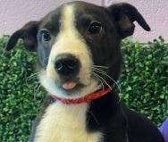 Apollo, Adoptable, Puppy Male Border Collie.
