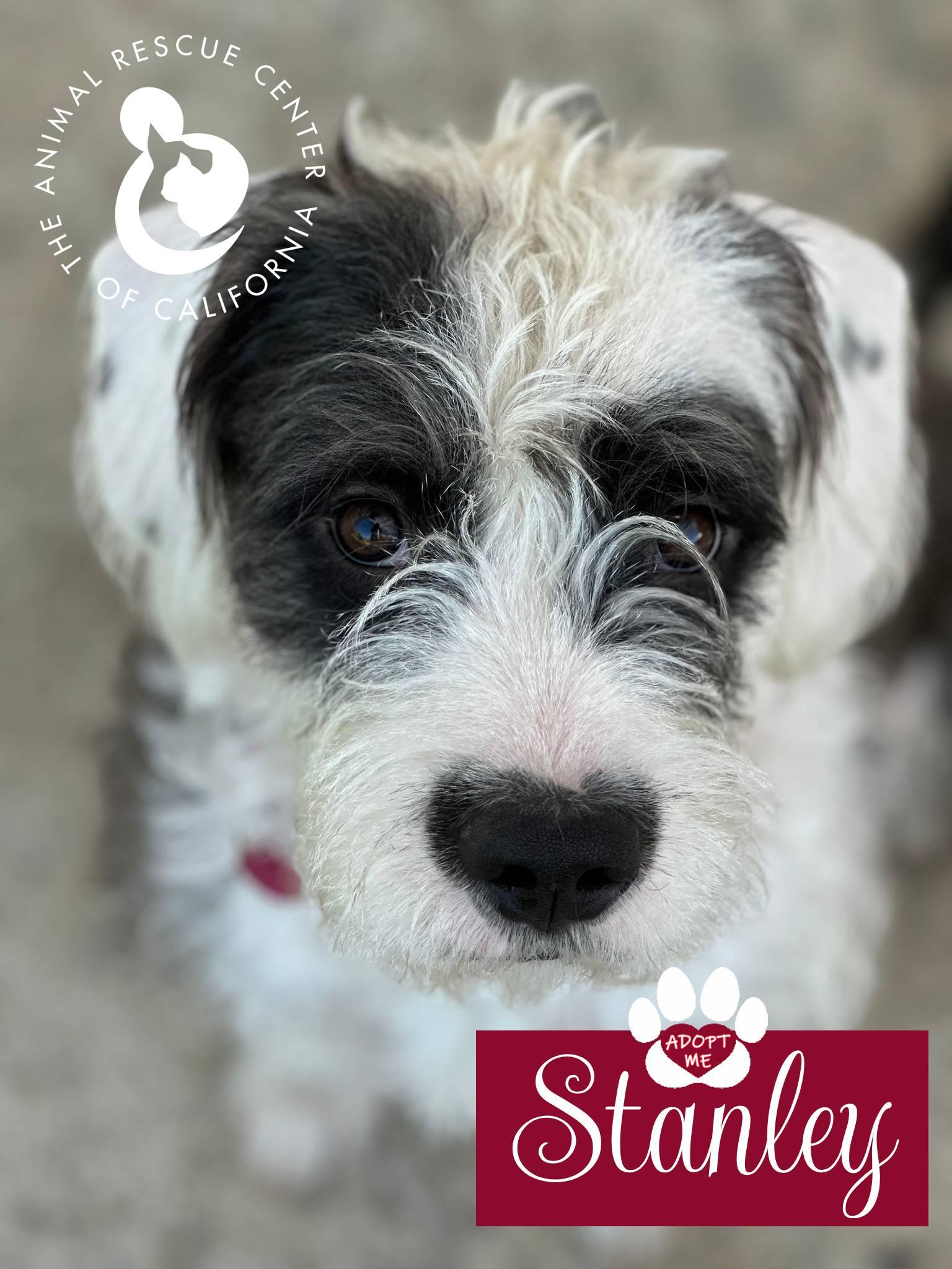Stanley, adopted, Adult Male Schnauzer & Terrier.