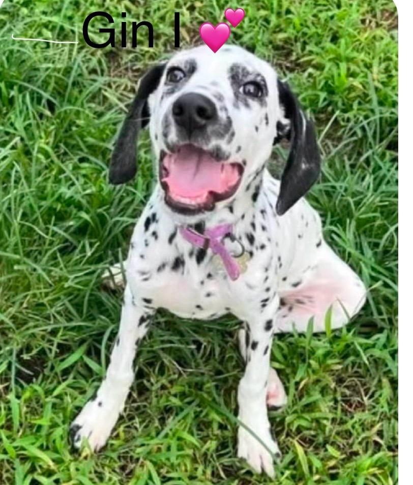 Enlarge Ginni, a Adopted Dalmatian in North Miami Beach, FL image 1/2
