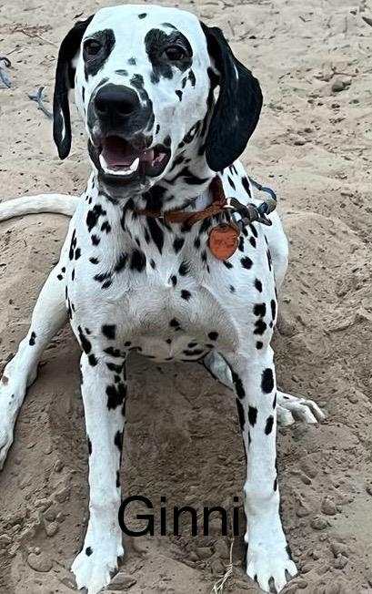 Ginni, Adopted, Young Female Dalmatian.