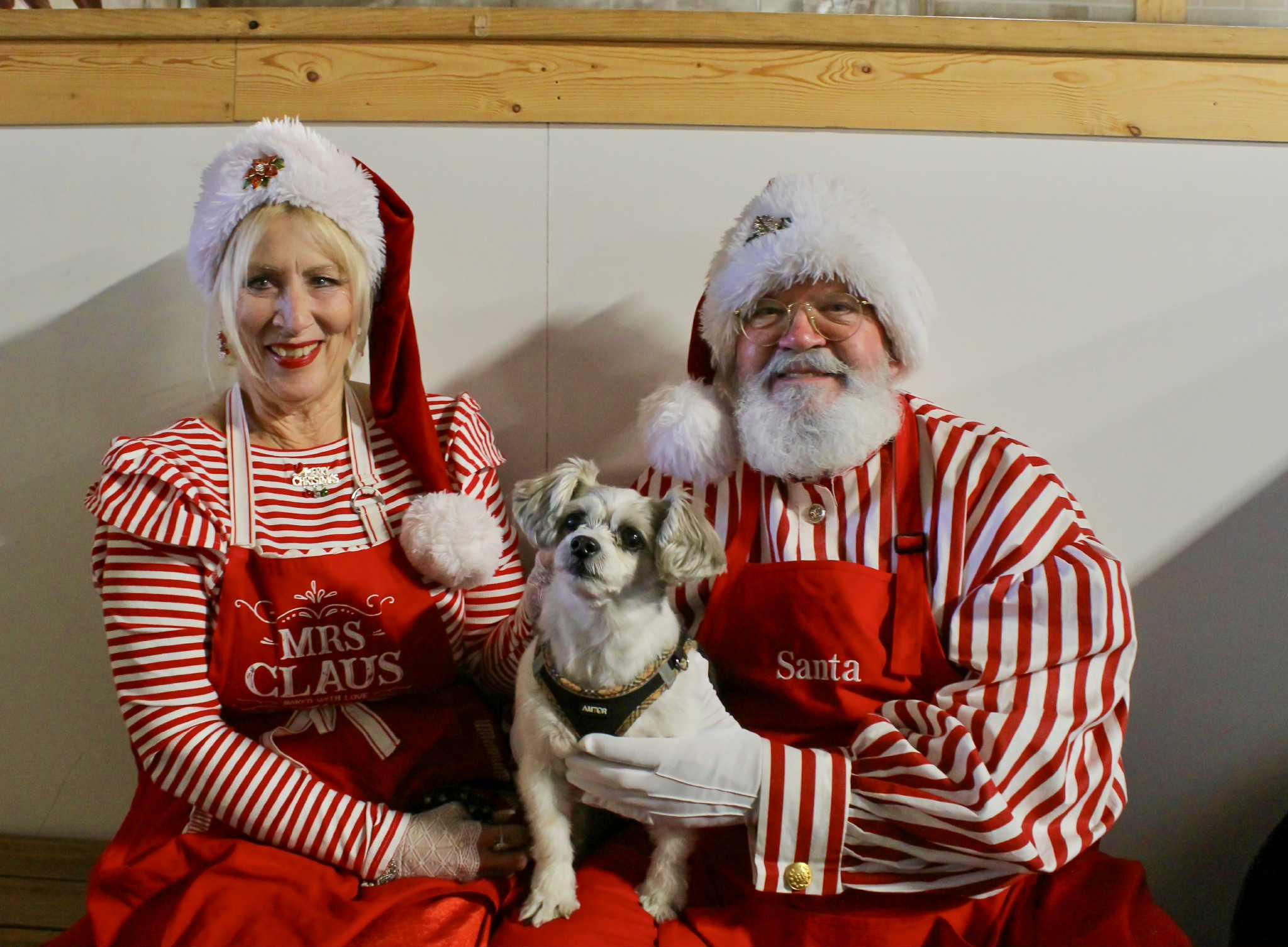 Enlarge Benny Bob, an adopted mixed breed in Bettendorf, IA image 2/4