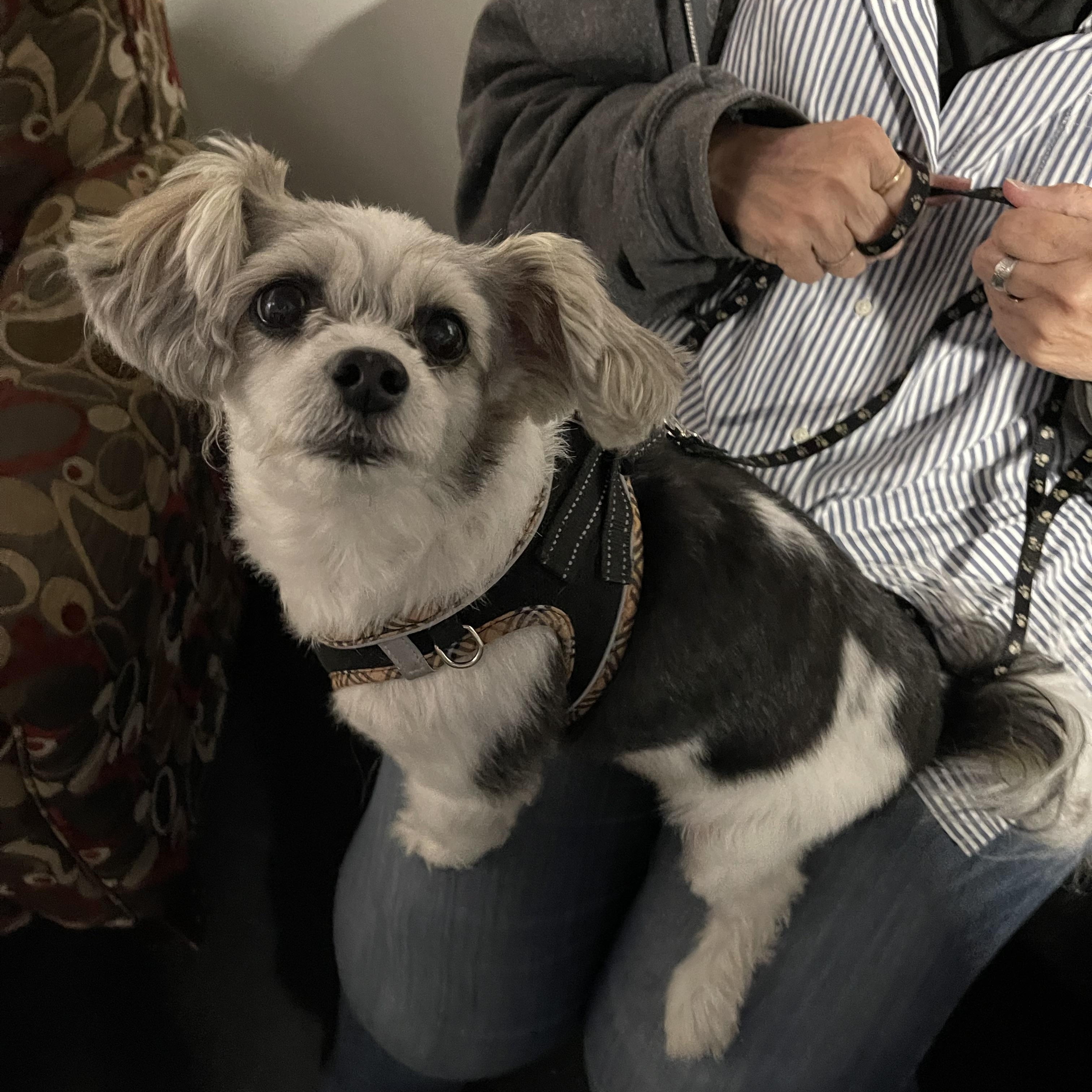 Enlarge Benny Bob, an adopted mixed breed in Bettendorf, IA image 3/4