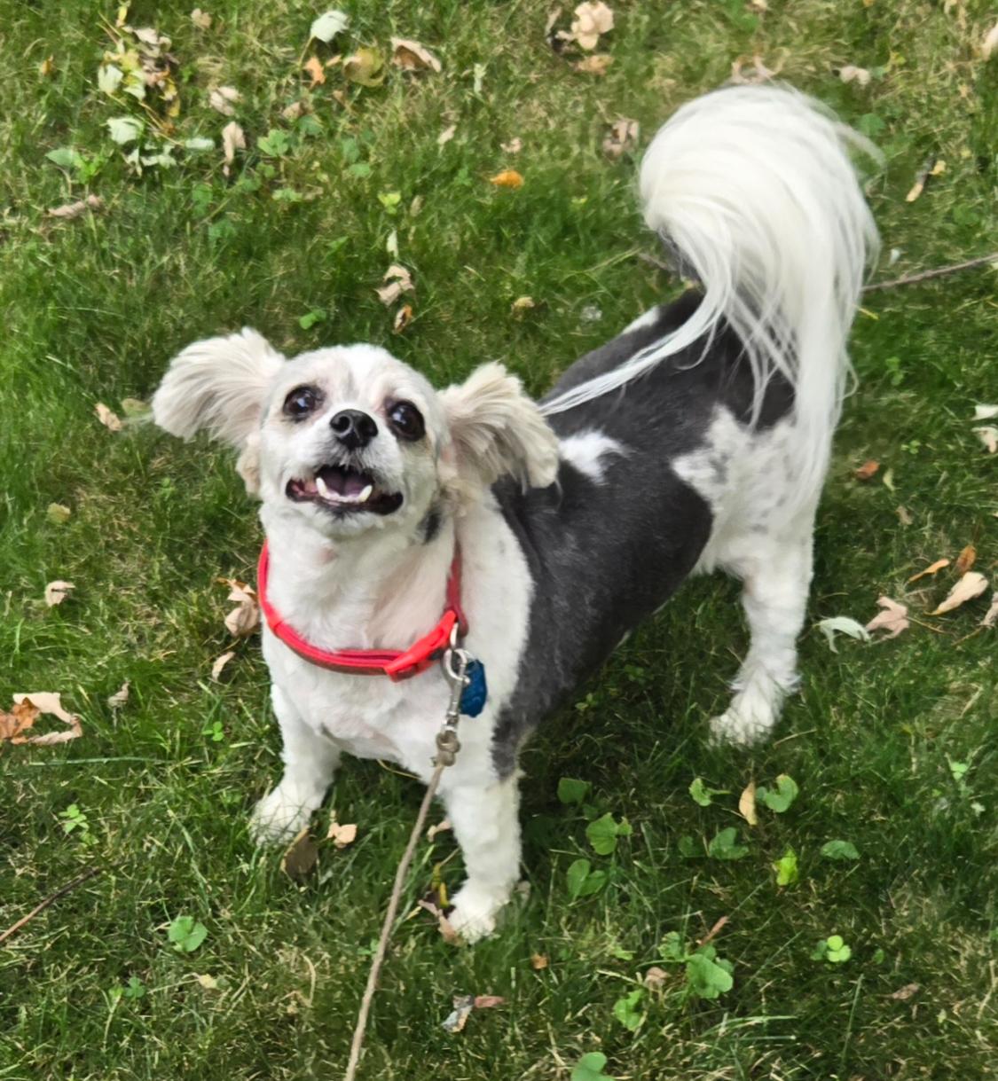 Benny Bob, Adoptable, Senior Male Shih Tzu & Papillon.
