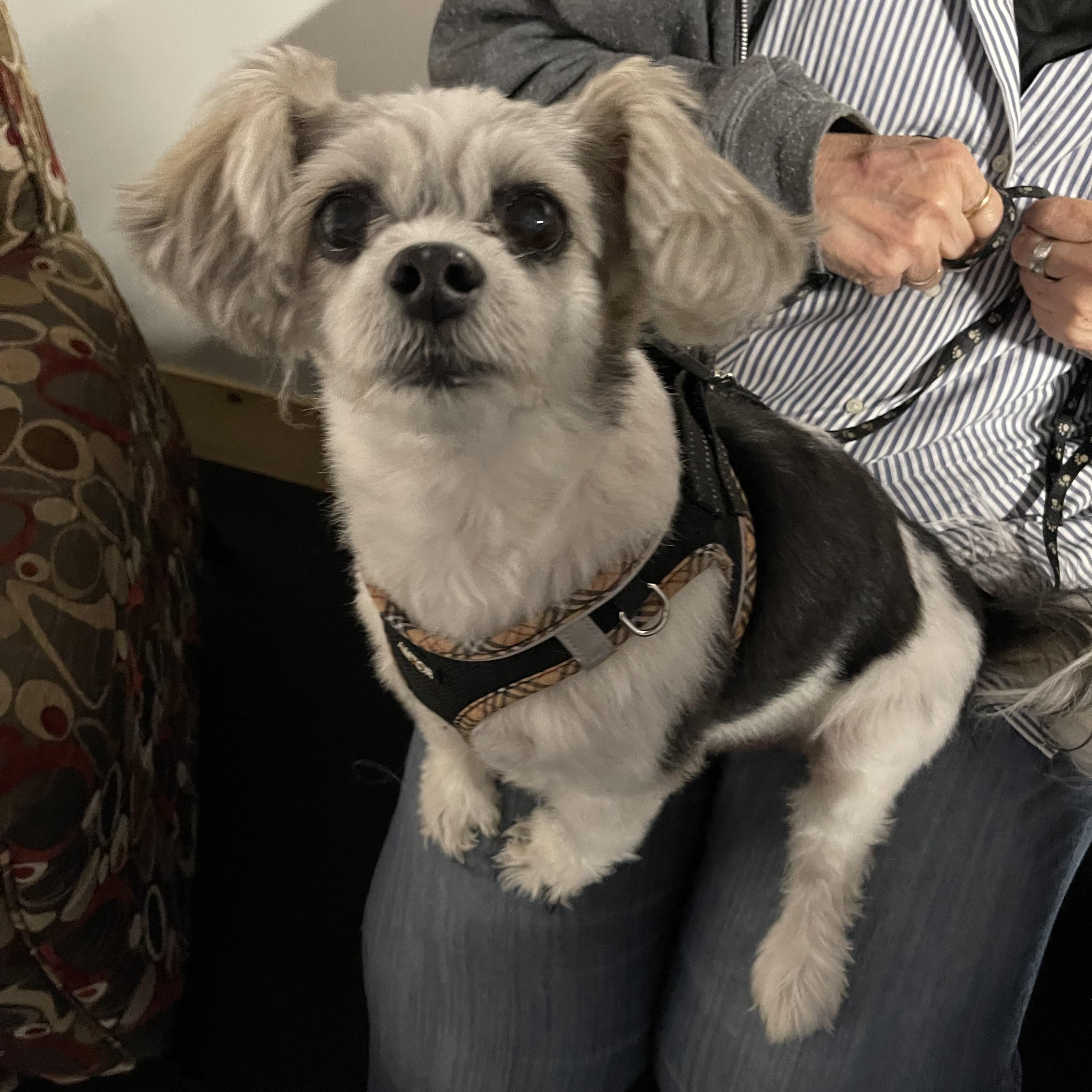 Enlarge Benny Bob, an adopted mixed breed in Bettendorf, IA image 4/4