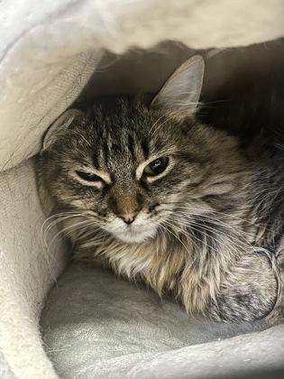 Enlarge Jupiter, a Adoptable mixed breed in Rhinelander, WI image 1/1