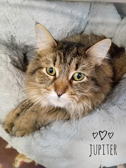 Jupiter, Adoptable, Adult Female Domestic Long Hair & Domestic Short Hair.
