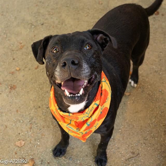 Gigi **Courtesy Post. Out of town pet. See below for details**