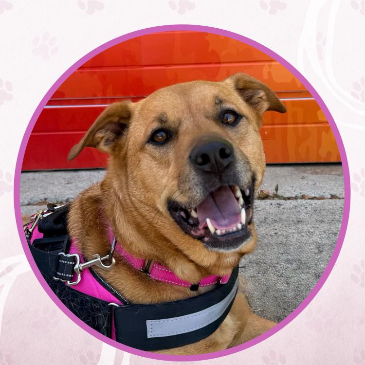 Enlarge Hope, a Adoptable mixed breed in Toms River, NJ image 1/6