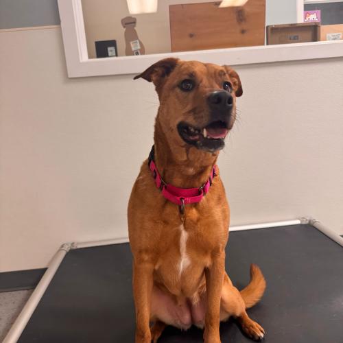 Enlarge Hope, a Adoptable mixed breed in Toms River, NJ image 2/6