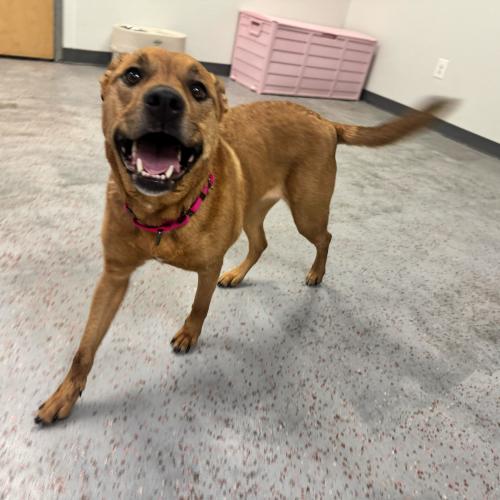 Enlarge Hope, a Adoptable mixed breed in Toms River, NJ image 3/6