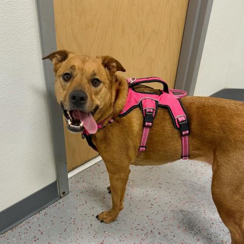 Enlarge Hope, a Adoptable mixed breed in Toms River, NJ image 4/6