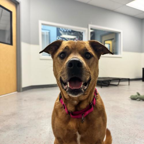 Enlarge Hope, a Adoptable mixed breed in Toms River, NJ image 5/6