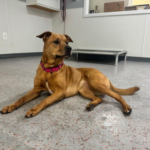 Enlarge Hope, a Adoptable mixed breed in Toms River, NJ image 6/6
