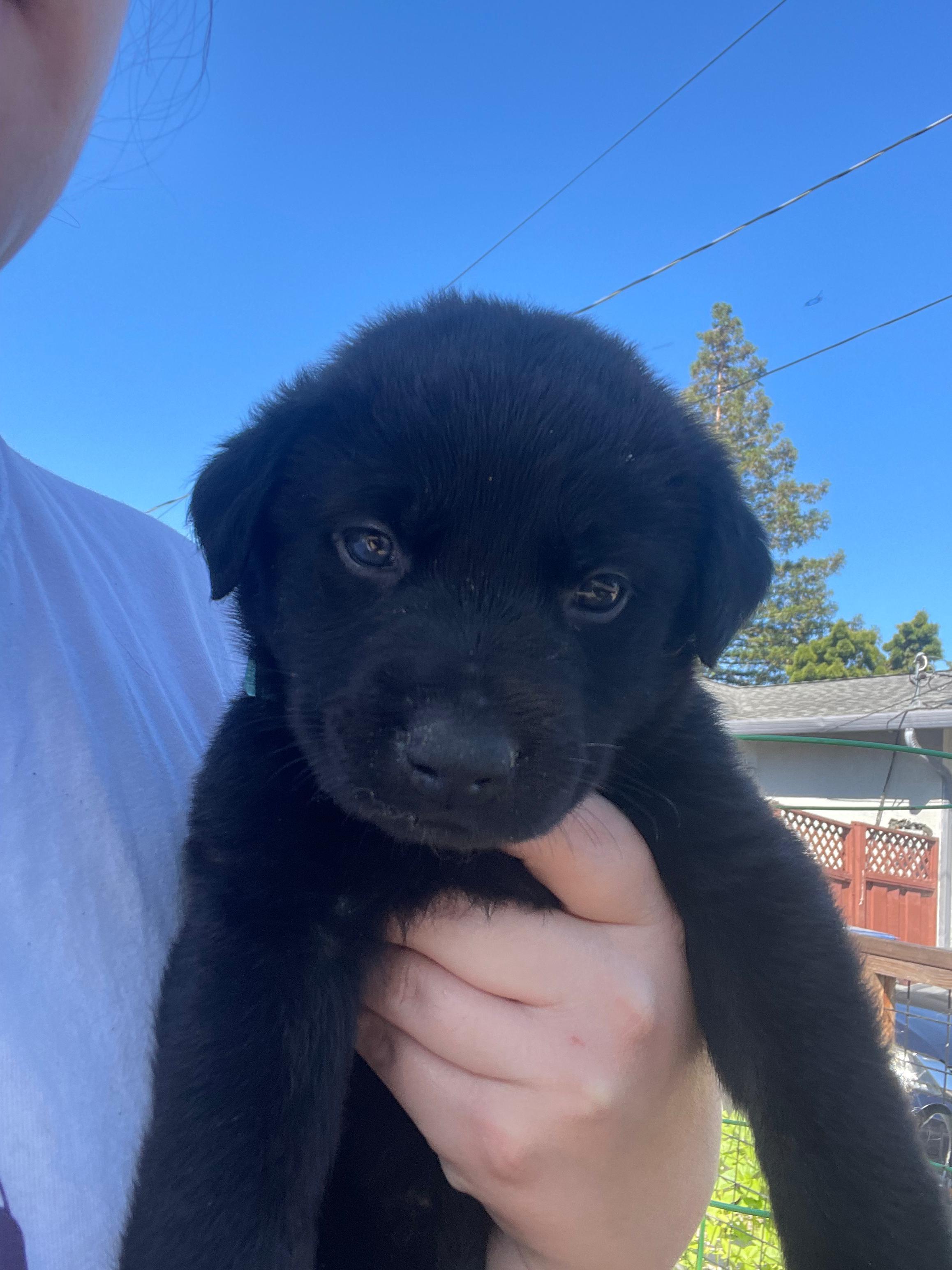 Enlarge BROWNIE, a Adoptable mixed breed in Discovery Bay, CA image 1/2