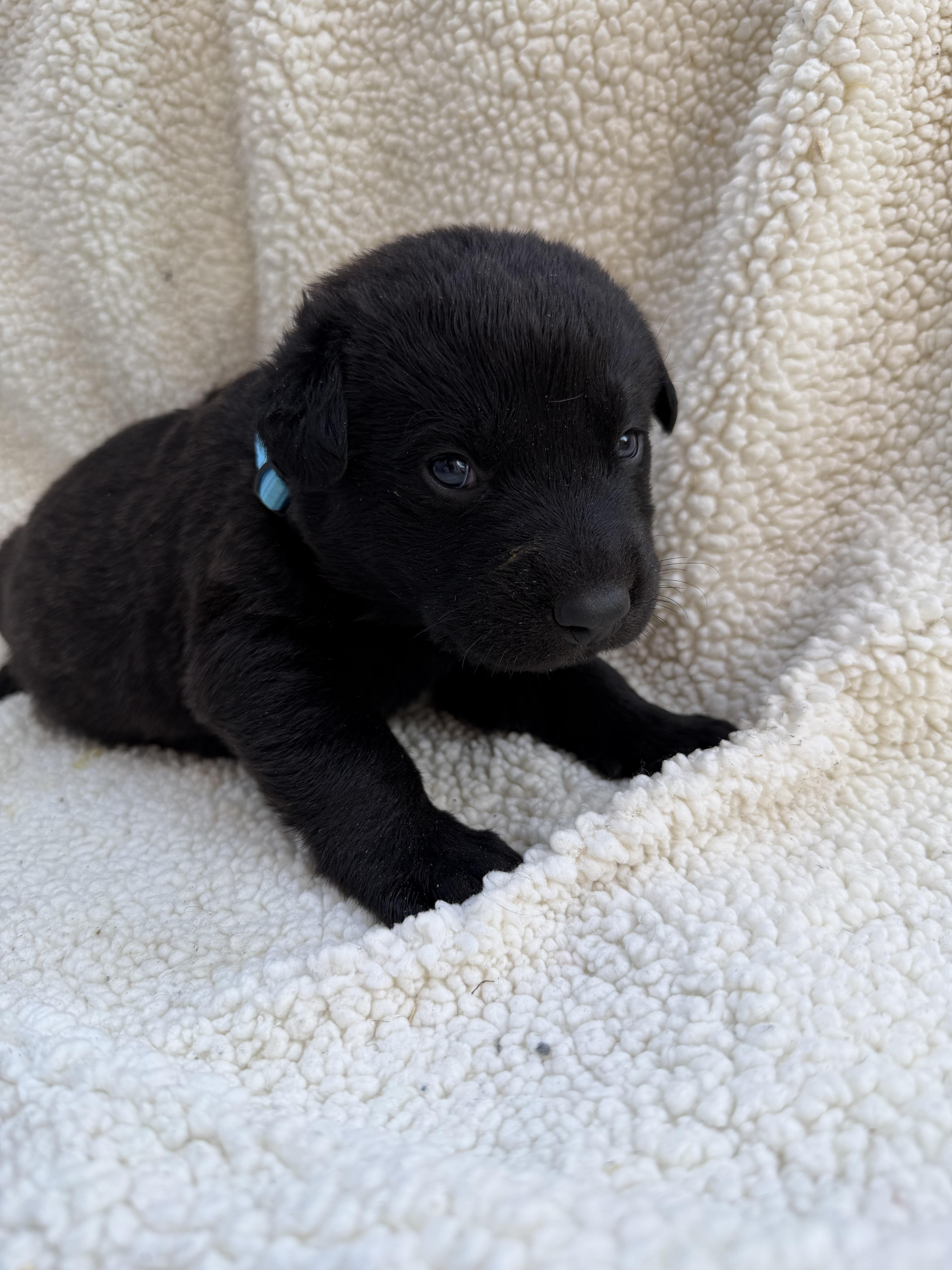 Enlarge BROWNIE, a Adoptable mixed breed in Discovery Bay, CA image 2/2