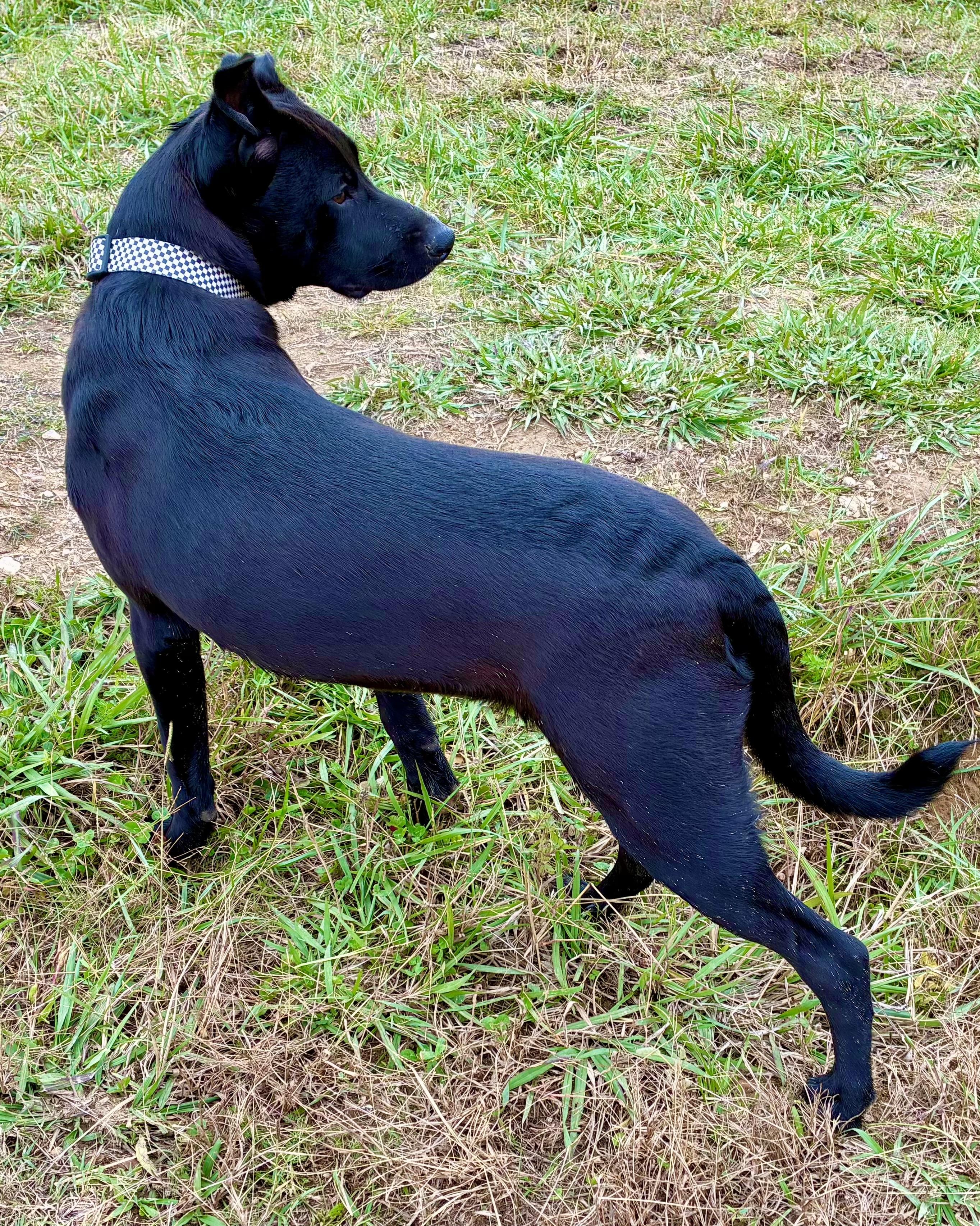 Chance, an adopted mixed breed in Kalamazoo , MI image 6/6
