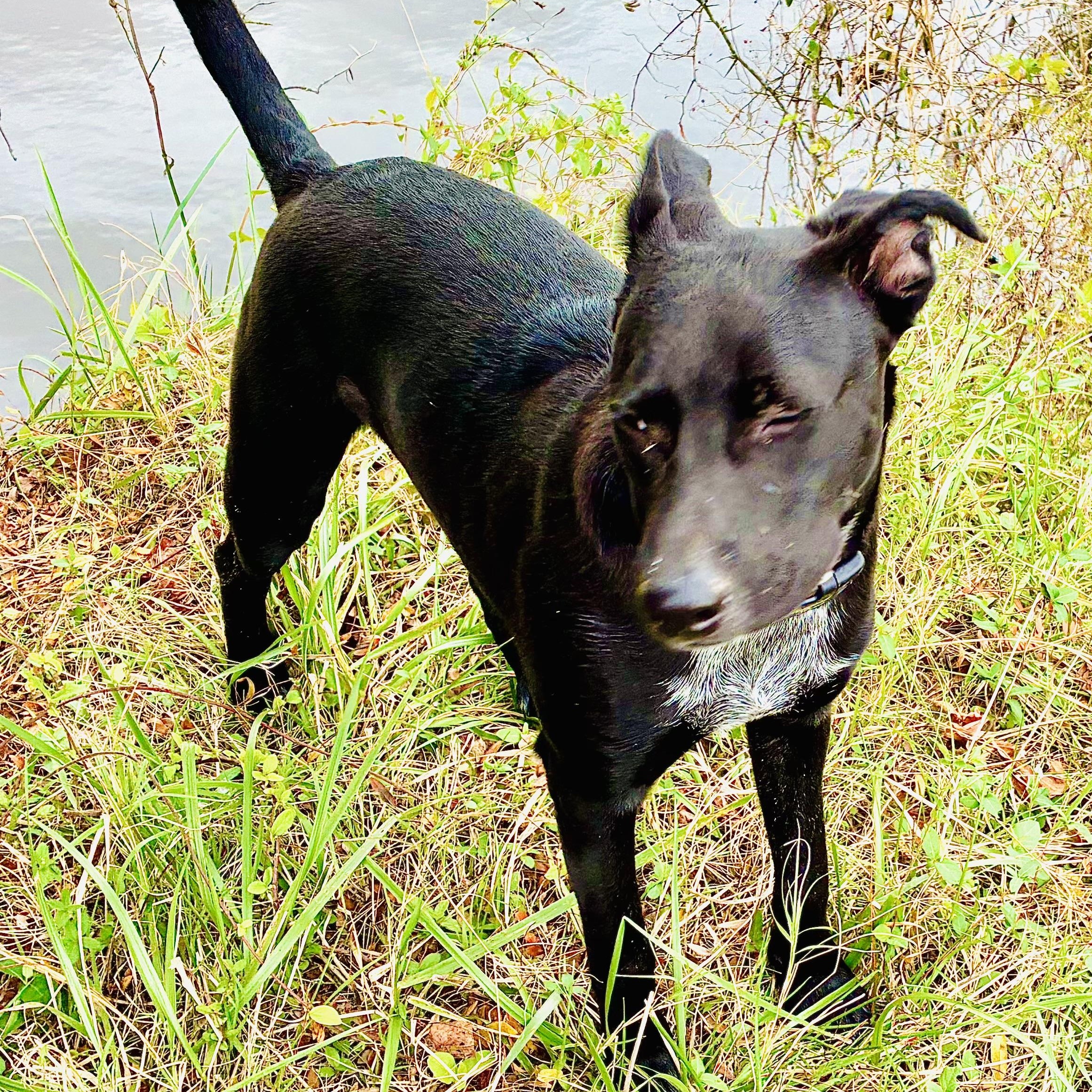 Chance, an adopted mixed breed in Kalamazoo , MI image 4/6