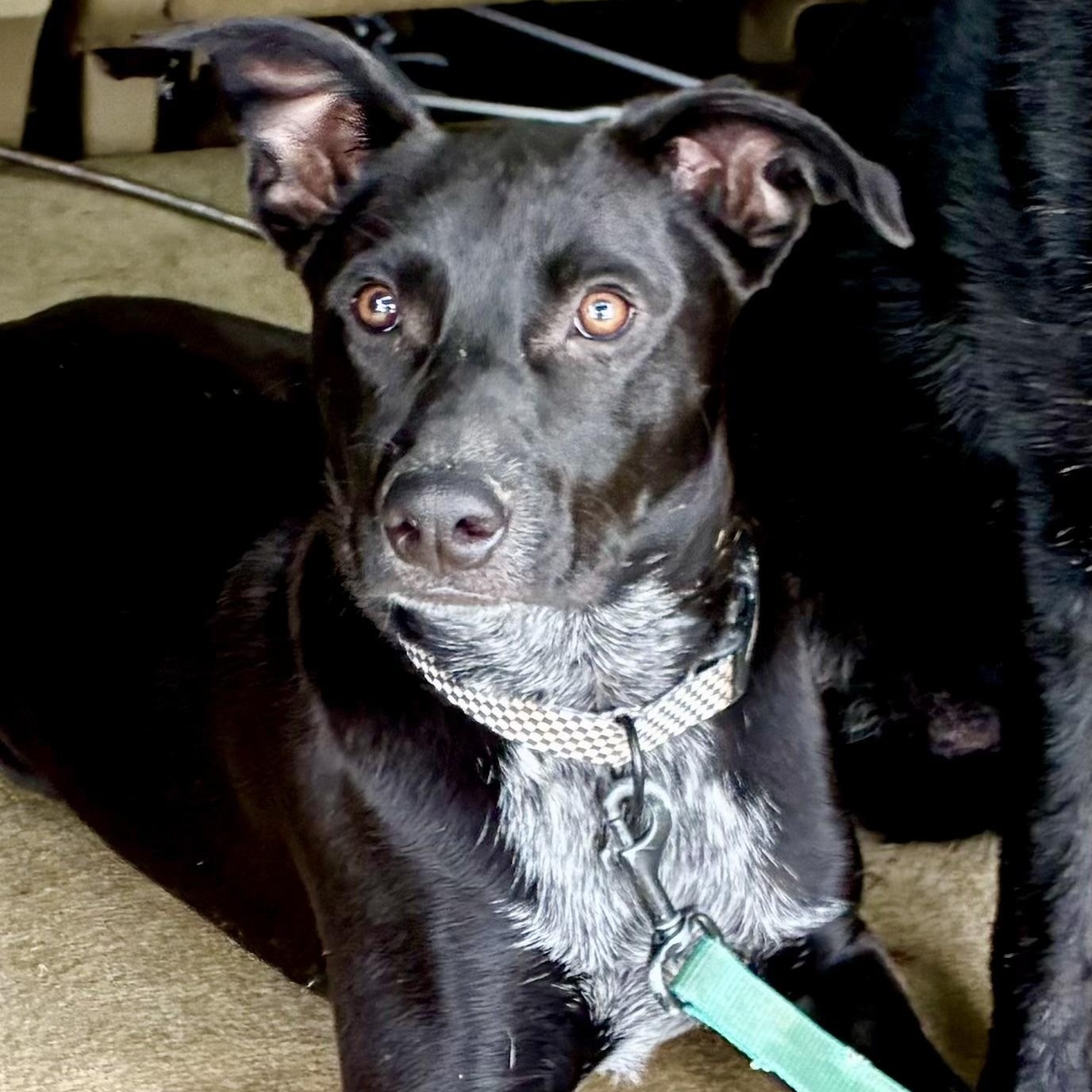 Chance, an adopted mixed breed in Kalamazoo , MI image 1/6