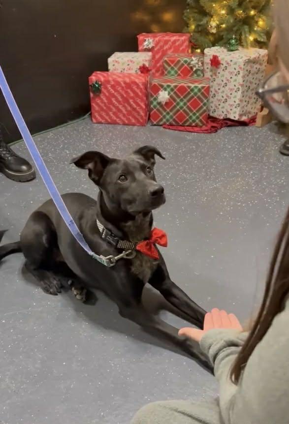 Chance, an adopted mixed breed in Kalamazoo , MI image 2/6