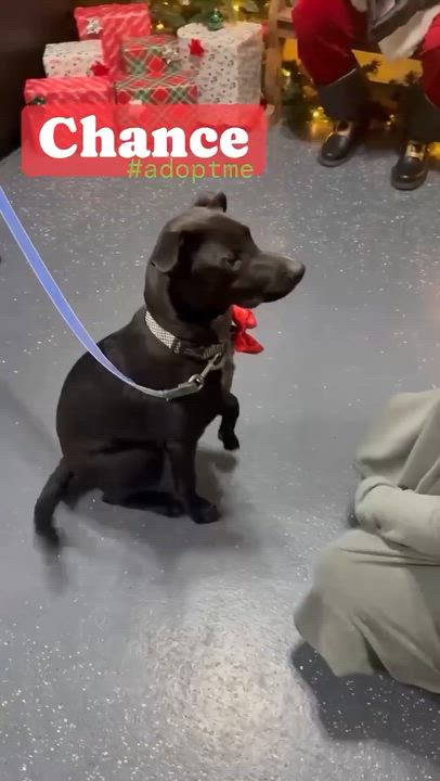 Enlarge Chance, an adopted mixed breed in Kalamazoo , MI video 3/6