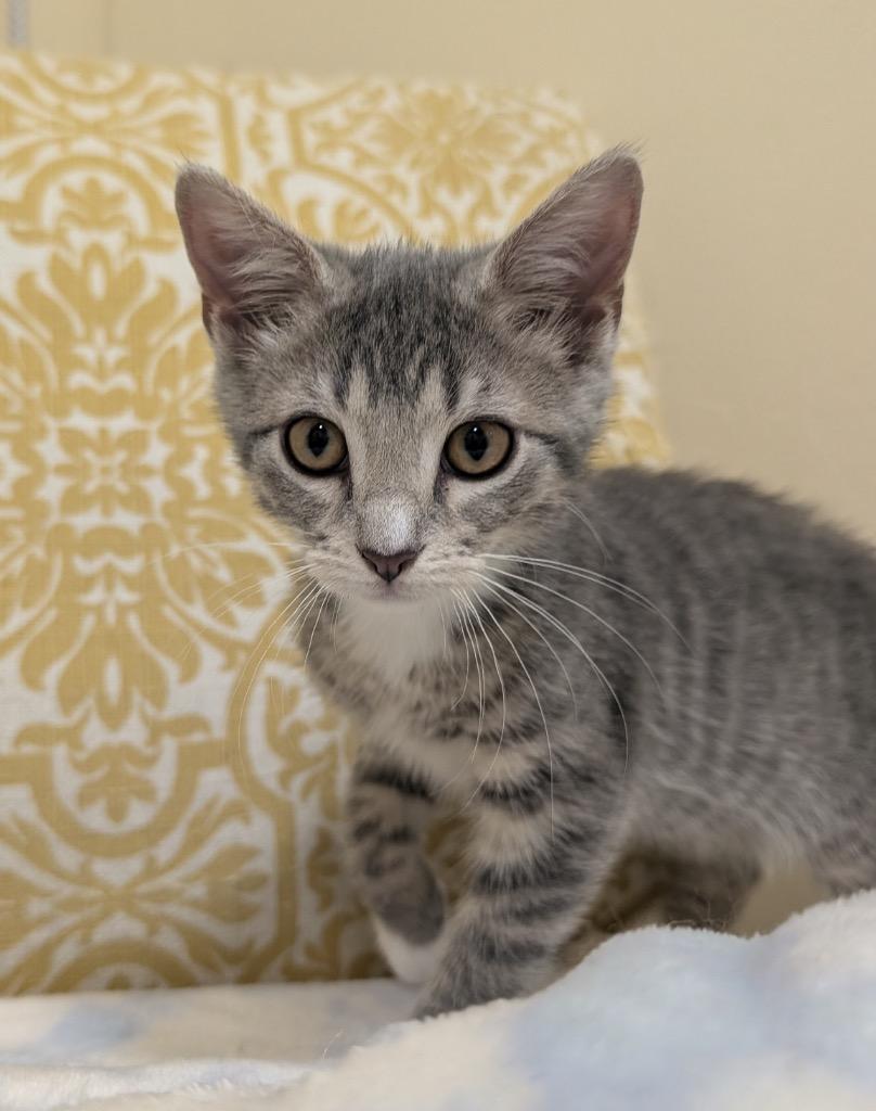 Liberty, Adoptable, Kitten Female Domestic Short Hair.