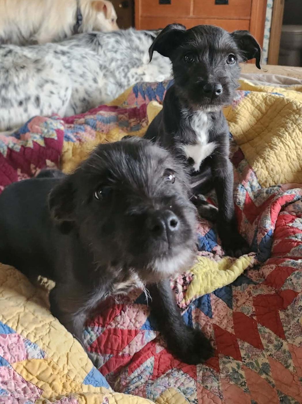 Enlarge Shirley, a Adoptable mixed breed in Tuttle, OK image 2/2