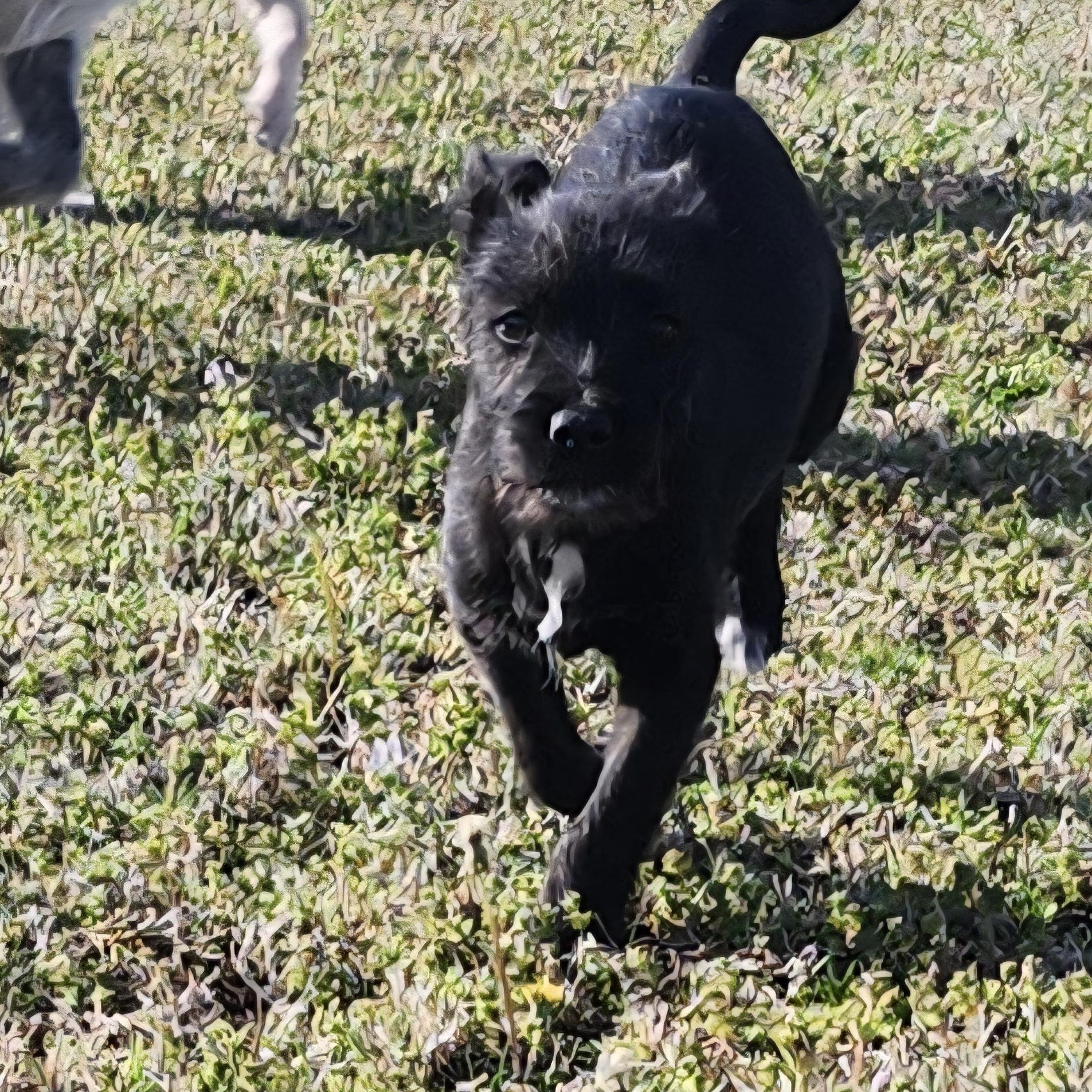 Enlarge Shirley, a Adoptable mixed breed in Tuttle, OK image 1/2
