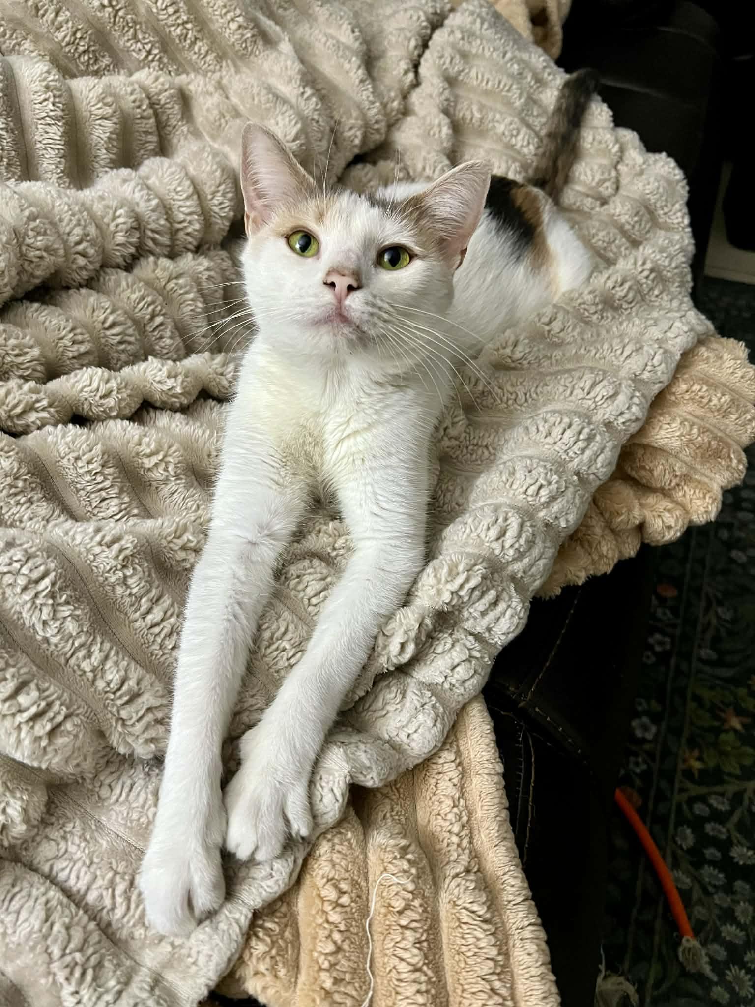 Enlarge Panini, a ADOPTABLE Domestic Short Hair in Millersville, MD image 3/3