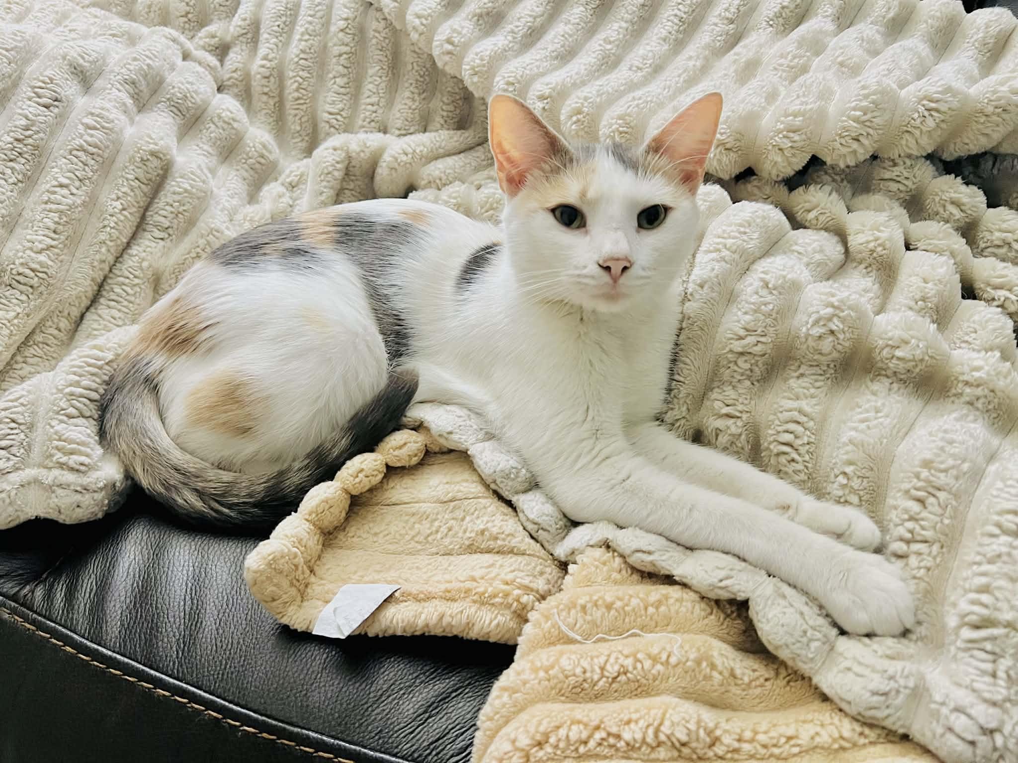 Panini, ADOPTABLE, Adult Female Domestic Short Hair.