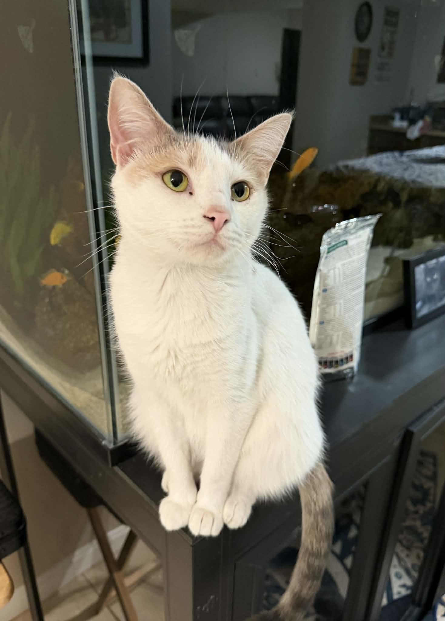 Enlarge Panini, a ADOPTABLE Domestic Short Hair in Millersville, MD image 2/3