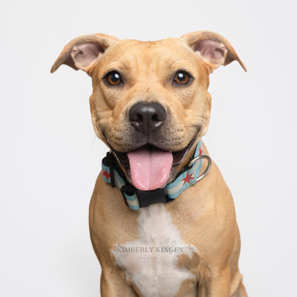 Zelda, Adoptable, Adult Female Pit Bull Terrier & Mixed Breed.