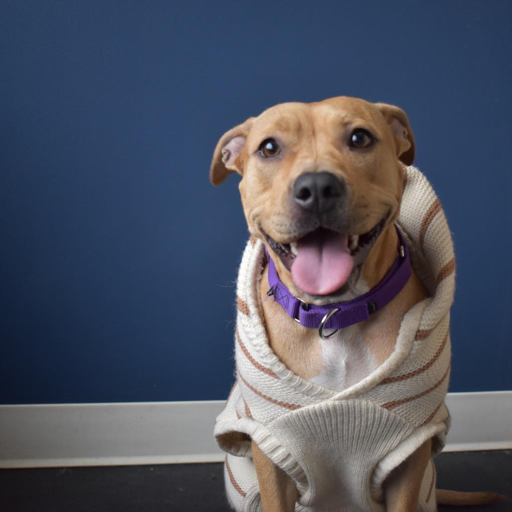 Enlarge Zelda, a Adoptable mixed breed in Chicago, IL image 1/6