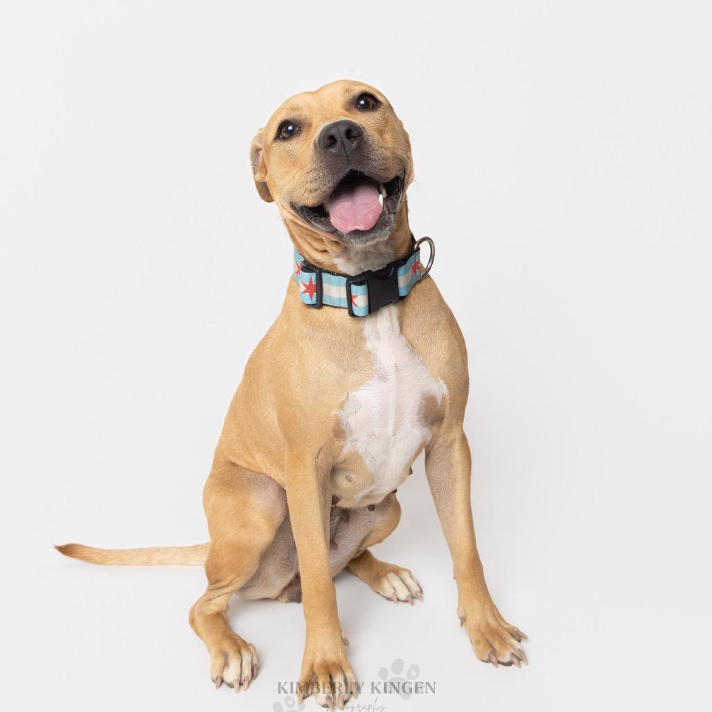 Zelda, a Adoptable mixed breed in Chicago, IL image 2/6