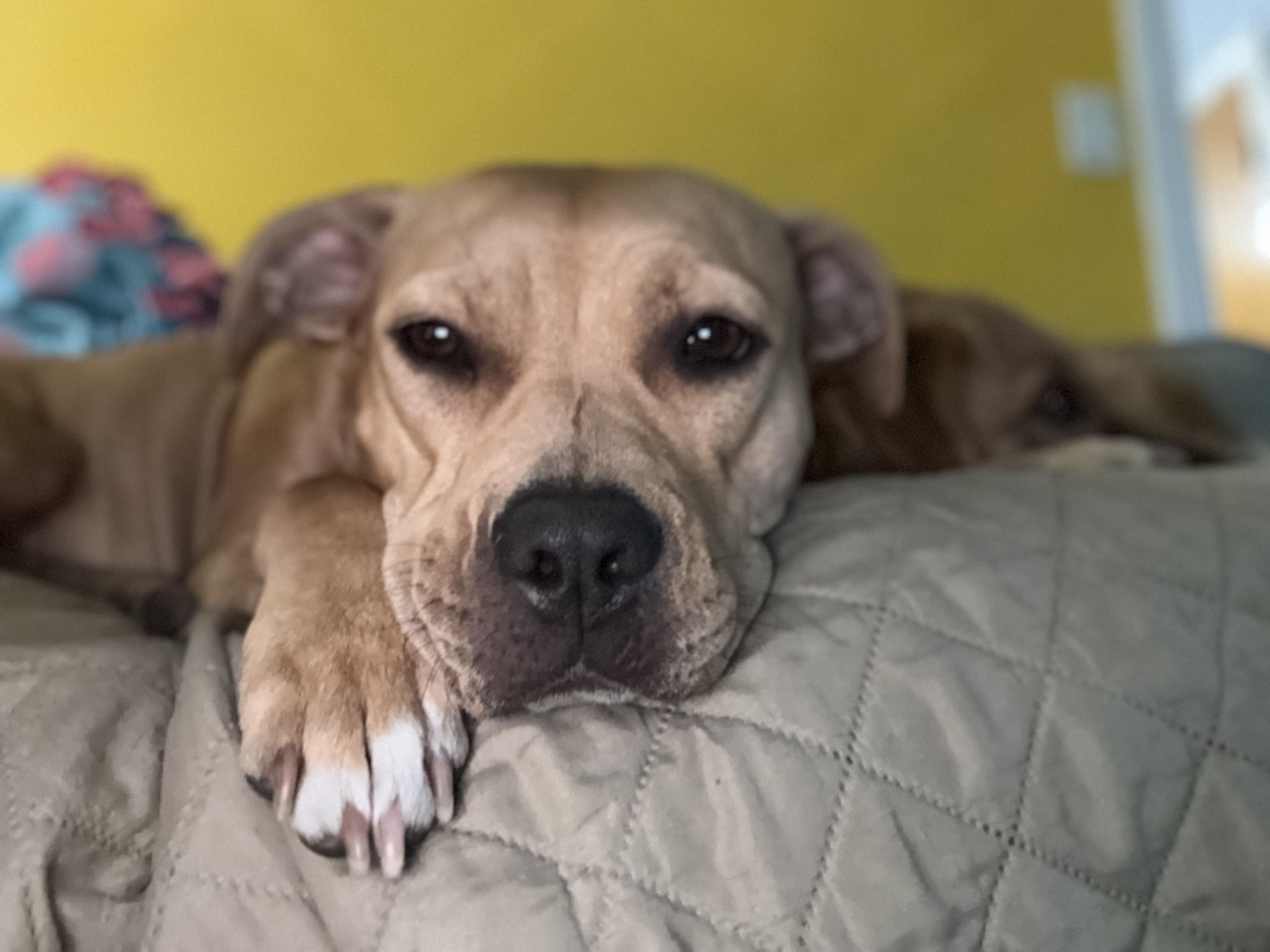 Zelda, Adoptable, Adult Female Pit Bull Terrier & Mixed Breed.