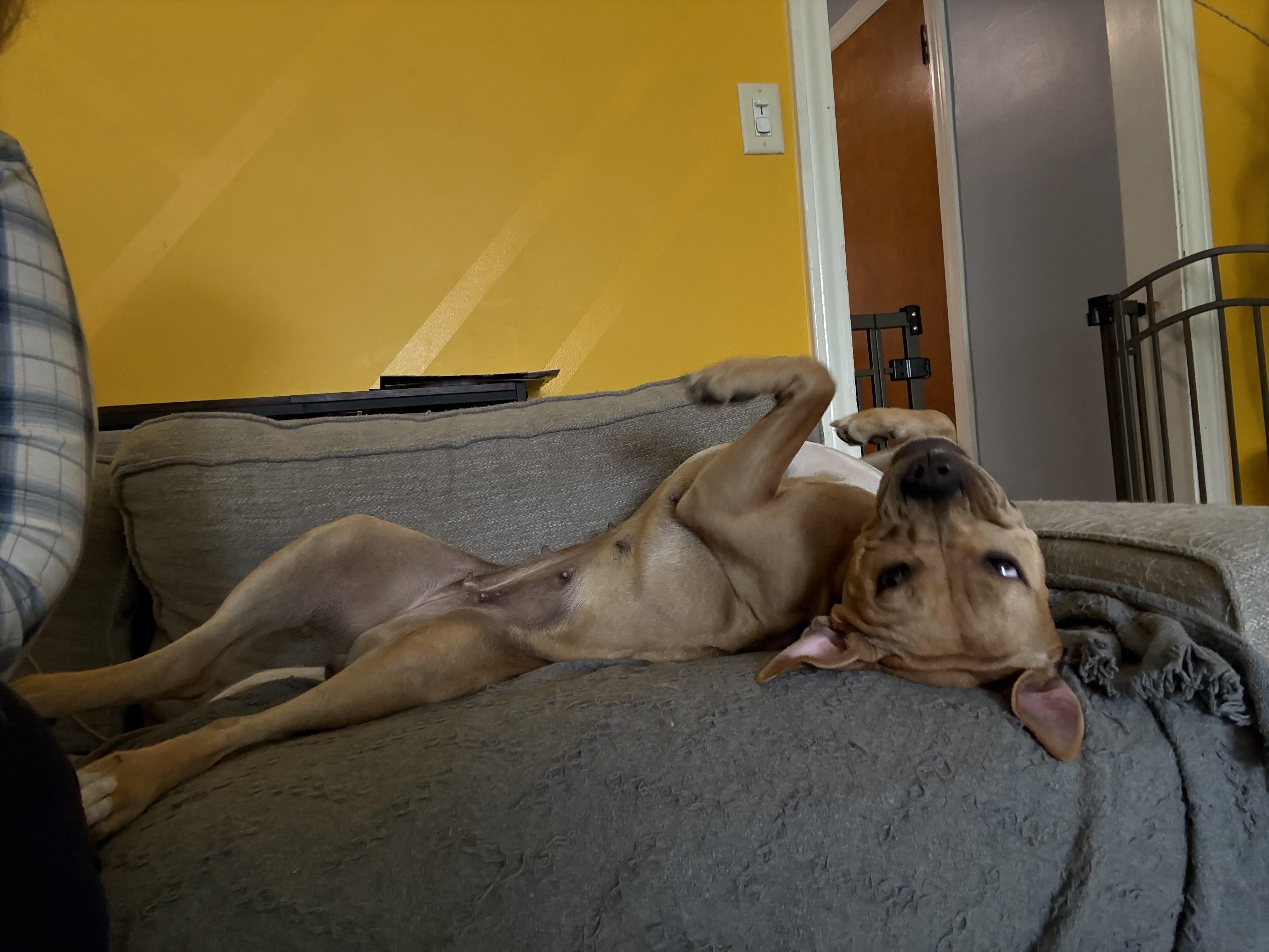 Enlarge Zelda, a Adoptable mixed breed in Chicago, IL image 2/6