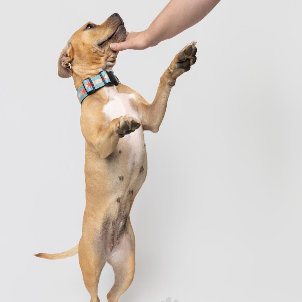 Zelda, a Adoptable mixed breed in Chicago, IL image 3/6