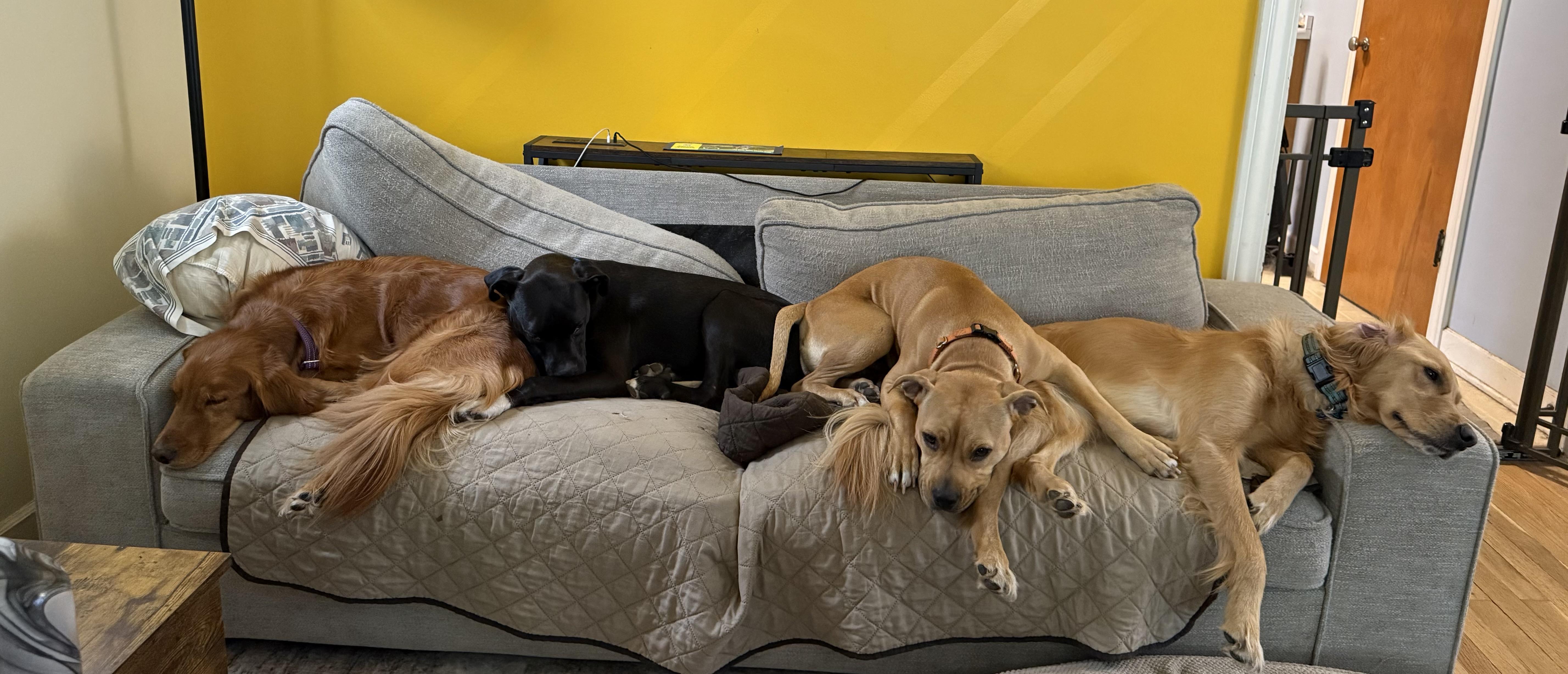 Enlarge Zelda, a Adoptable mixed breed in Chicago, IL image 3/6